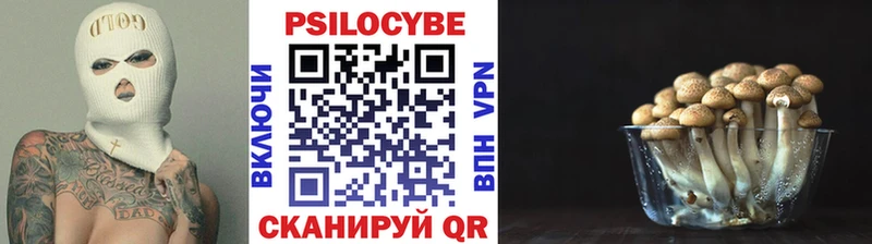 Псилоцибиновые грибы Psilocybe  блэк спрут вход  Ельня  сколько стоит 